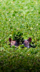 hippo in uganda