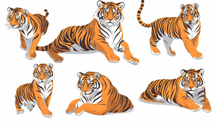 Fototapeta premium A stunning tiger in various regal stances, its striking colors and stripes accentuated against a white backdrop