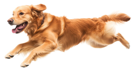 Happy golden retriever dog running and jumping