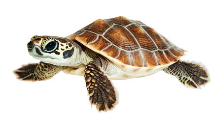 Fototapeta premium Turtle, isolated on transparent background