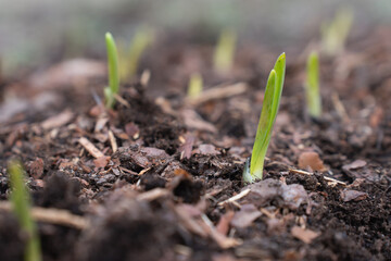 Close up of a young sprout emerging from the ground in a garden bed. Small plant on a mound of soil in a garden
