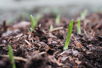Close up of a young sprout emerging from the ground in a garden bed. Small plant on a mound of soil in a garden