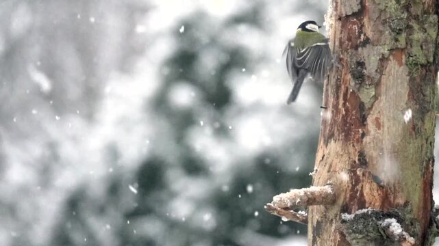 Kohlmeise (Parus major)        