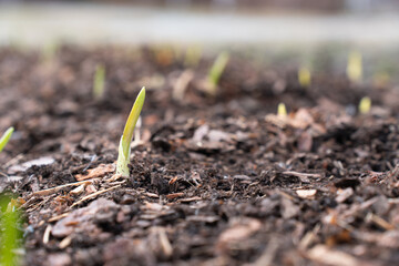sprout in the soil: сlose up of a young sprout emerging from the ground in a garden bed. Small plant on a mound of soil in a garden