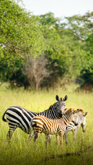 zebras in uganda