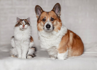 two cute friends a cat and a corgi dog are sitting next to each other on a white bed