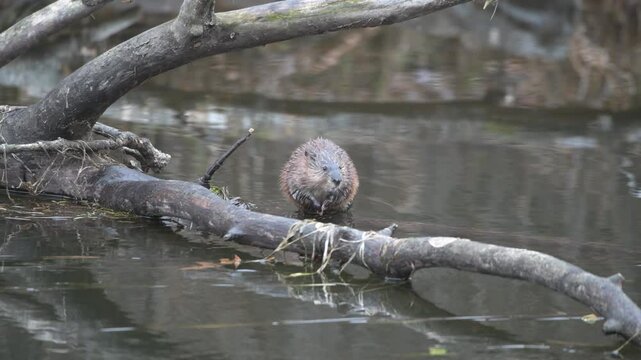 Vadnais Heights, Minnesota. Vadnais lake regional park. Muskrat, Ondatra zibethicus swimming with vegetation to a branch for cover.