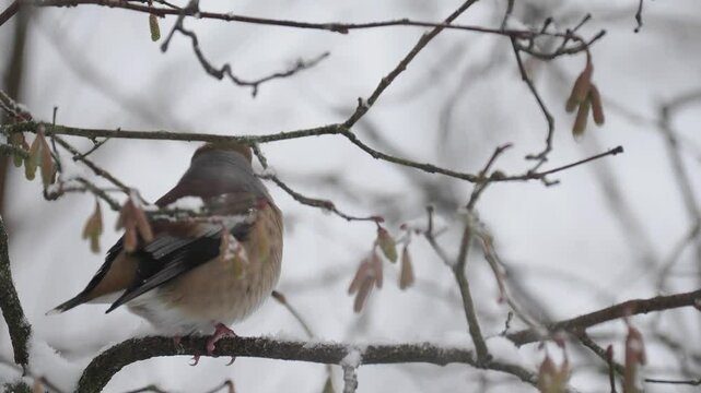 Kernbei&szlig;er&nbsp;(Coccothraustes coccothraustes)      