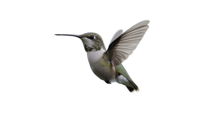 Fototapeta premium Hummingbird hovering in the air, isolated on transparent background