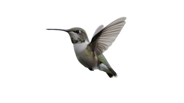 Hummingbird hovering in the air, isolated on transparent background