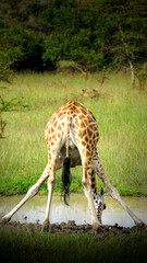 funny giraffe in uganda