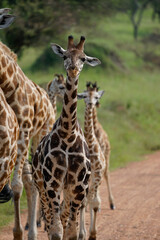 baby giraffe in uganda