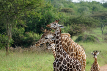 giraffe in love in uganda