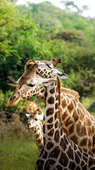 giraffe in love in uganda