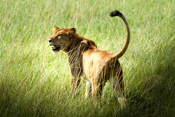 lion in uganda