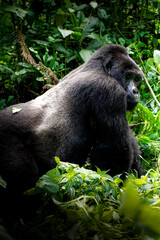 silverback gorilla, uganda