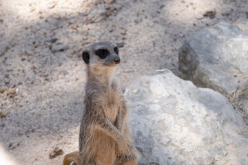 Fototapeta premium Little meerkat patiently waits with crossed hands for his turn to receive his food. Suricata suricatta.