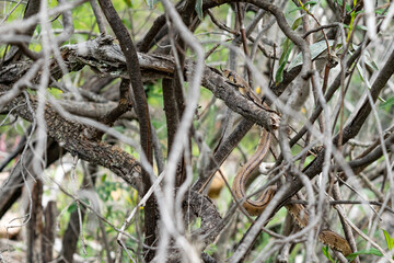The small ladder snake slithers along the branches with perfect camouflage. Colubrid.