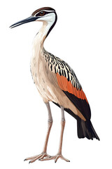 Obraz premium Bird, Peacock of Pará, Art, Image, with Transparent Background PNG, for Stickers, T-Shirt Print, Cap, Mug, Flip-flops, Mousepad, Transparent PNG