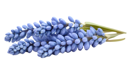 Isolated blue muscari flower in spring, isolated on transparent background