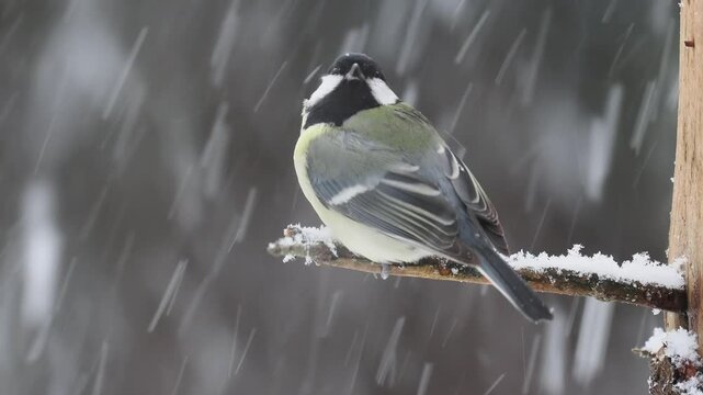 Kohlmeise (Parus major)        