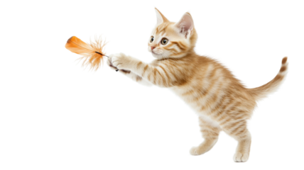 Kitten jumping to catch a feather toy, playful moment , isolated on transparent background
