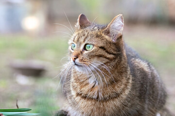 beautiful brown cat with big green eyes in a spring garden on a blurred background