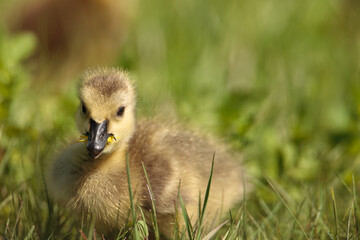 Young Canada goose gosling feeding among roadside grass in the Horicon National Wildlife Refuge,...
