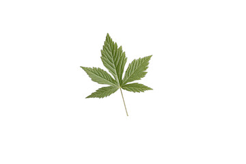 Fototapeta premium a green leaf on a transparent background PNG image, PNG file, Generative art.