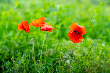 Naklejka premium red poppies in a field among green grass in sunny weather