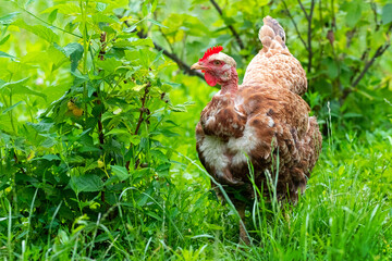 brown jacket with a bare neck in the garden among green bushes and grass