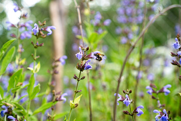 Wild bee on flowering sage (Salvia officinalis) in a natural garden. Pollinator-friendly herbs.