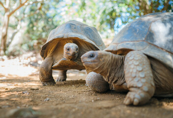 Couple of Aldabra giant tortoises endemic species - one of the largest tortoises in the world in zoo Nature park on Mauritius island. Huge reptiles portrait. Exotic animals, love and traveling concept