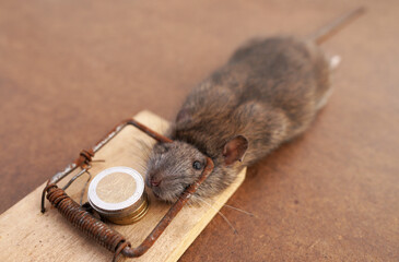 Rat in mousetrap with money. Rat caught in mousetrap. Catching rats, mice, rodents. Mouse hunting...