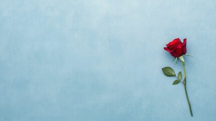 Elegant red rose on soft velvet background for romantic designs and craft projects