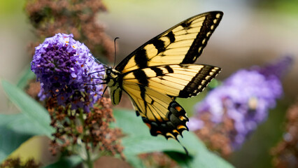 Butterfly Polinating