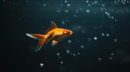 Vibrant orange goldfish swimming gracefully underwater