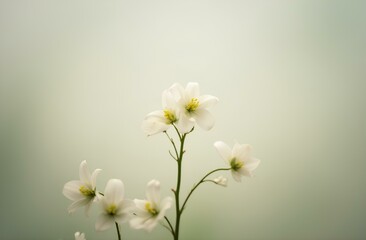 white flowers background