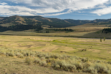 Obraz premium Panoramic view of Lamar valley in the north-east part of Yellowstone National Park