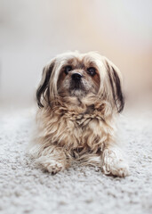 Small fluffy dog laying on a grey carpet, mutt, mixed breed, cute, soft, big eyes