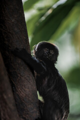 Black monkey in tree, jungle, zoo, cute animals, black fur,  blurred background, small monkey 