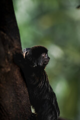 Black monkey in tree, jungle, zoo, cute animals, black fur,  blurred background, small monkey 