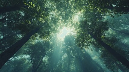 Sunlight filtering through lush green forest canopy with majestic tall trees