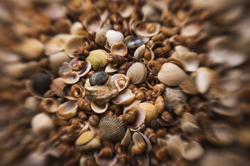 Summer background pattern from seashells. Shell close-up. Ocean coast. Seashells background. Texture of the sea shells.