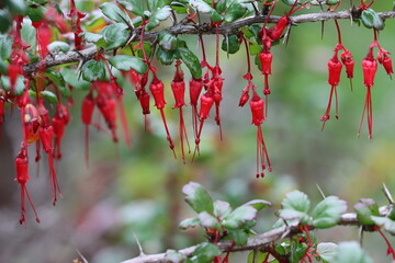 Fuchsia Flower Gooseberry, Ribes Speciosum, an endearing native monoclinous perennial shrub displaying pendent pauciflorus raceme inflorescences during early Spring in the Santa Monica Mountains.
