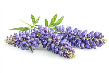 Fototapeta premium Blue Lupine Flowers on White Background