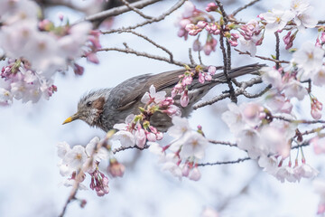 Brown-eared Bulbul with Yellow-Tipped Beak from Cherry Blossom Pollen