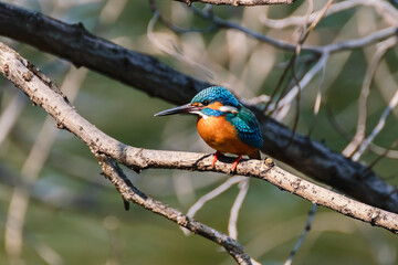 Kingfisher Perched on a Branch