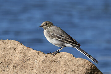 a bird sitting on a rock