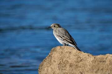 a bird sitting on a rock